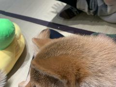 -逗柴咖啡屋·狗咖猫咖宠物桌游