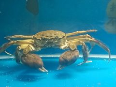 -虾蟹阁小龙虾大闸蟹(文明路店)