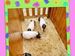 -前小桔亲子创意农场·草莓采摘·露营烧烤