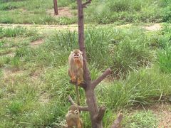 景点猴子-石家庄市动物园