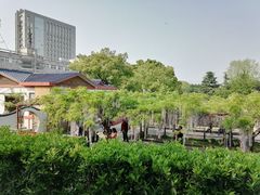 -嘉定紫藤园