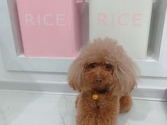 -BABYDOG宝贝狗宠物乐园(欧洲城店)