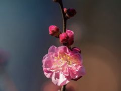 -洋湖国家湿地公园