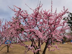 -广富林郊野公园
