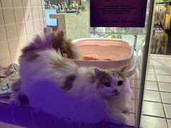 -FAELING PETS美天灵宠物(富力广场店)