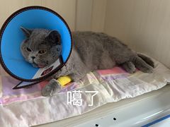 -佑安动物医院·全科·内窥镜中心(幸福巷店)