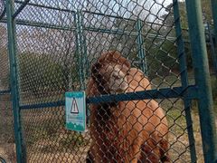 -大连森林动物园