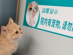 -伟伟宠物医院·瑞派猫友好医院·猫科(光谷店)