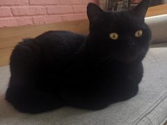 -喵屿·大理花园猫咖