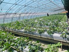 -甜心庄园·甜心草莓采摘园(西青中北店)