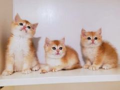 -十年猫舍·猫咪专门店(普陀店)