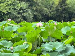 -成都杜甫草堂博物馆