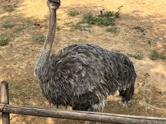 -石家庄市动物园