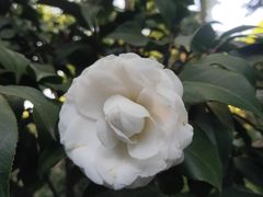 -金花茶公园