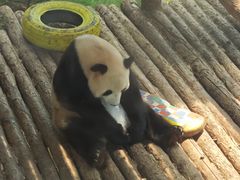 -大连森林动物园