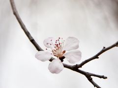 -桃花堤公园