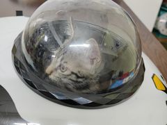 -阿荣24H宠物医院·综合型转诊中心·CT·核磁影像中心