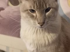 -Cappucimeow猫咪咖啡馆(韦伯时代店)