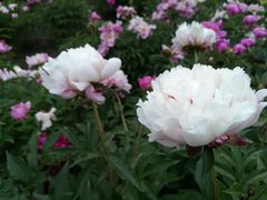 -长春公园(普阳街道)