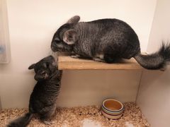 -龙猫仔乐园(惠福东路店)