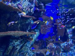 -上海海洋水族馆