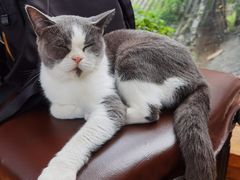 -猫小院猫主题餐厅(南锣旗舰店)