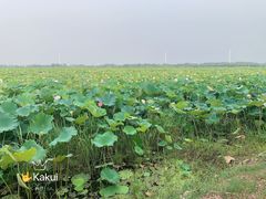 -荷花荡