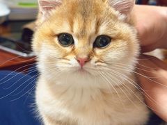 -东方名猫馆·英短金渐层布偶猫舍(环线广场1号楼店)