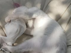 -喵屿·大理花园猫咖