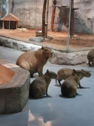 -Zoolung Zoolung动物主题公园(海信广场店)