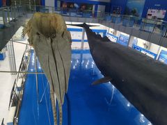-上海海洋大学鱼文化博物馆(军工路校区)