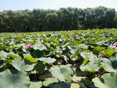 -南戴河国际娱乐中心