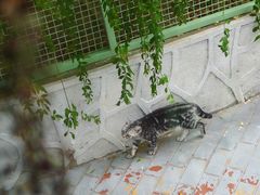 -有猫主题·治愈系猫咖(曾厝垵店)