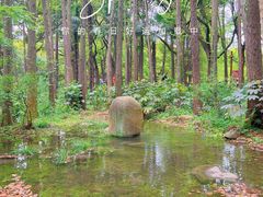 -上海共青森林公园