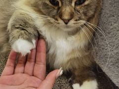 -COLOR PETS 撸猫馆·购猫·猫咖(长风大悦城店)