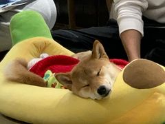 -逗柴咖啡屋·狗咖猫咖宠物桌游