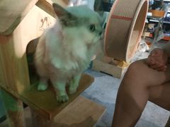 -more than meow吴止猫主题餐厅(承德 中船汇店)