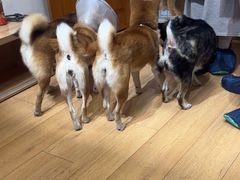 -是阿柴呀！柴犬咖啡·爱喵喵猫咖