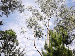 -广州白江湖森林公园