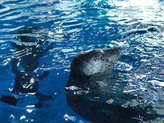 -海合安武汉极地海洋公园