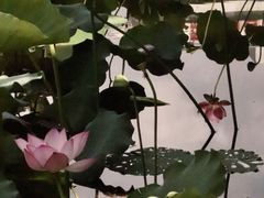 -荔湾湖公园