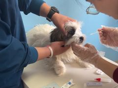 -瑞派福兴宠物医院犬猫全科·骨科·中西医结合(河东店)