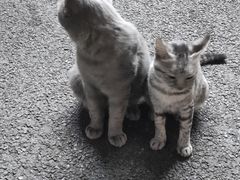 -猫岛主趣味餐厅(鼓浪屿店)