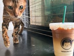 -楼上猫咖(罗湖店)