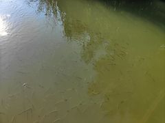 -青枫公园
