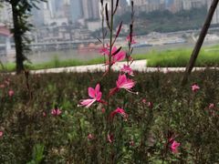 -重庆市江北嘴中央商务区中央公园