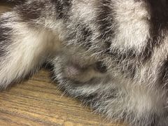 -共舞时光猫咖·狗咖(新街口店)