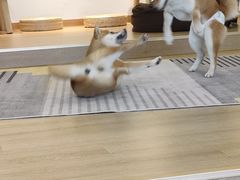 -南京Hallo宠物乐园·哈罗犬舍·柴犬繁育基地
