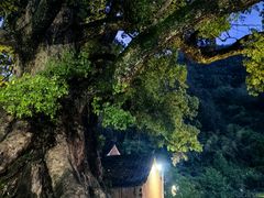 -杨家堂村
