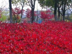 android_upload_pic-白塘生态植物园